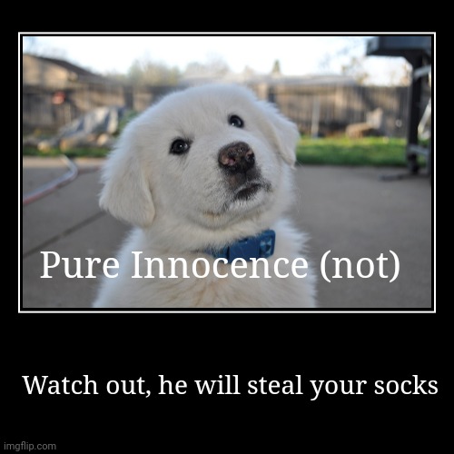 Buddy The (Not So) Innocent Pup | Pure Innocence (not) | Watch out, he will steal your socks | image tagged in funny,demotivationals,buddy,puppy,innocent,not really | made w/ Imgflip demotivational maker