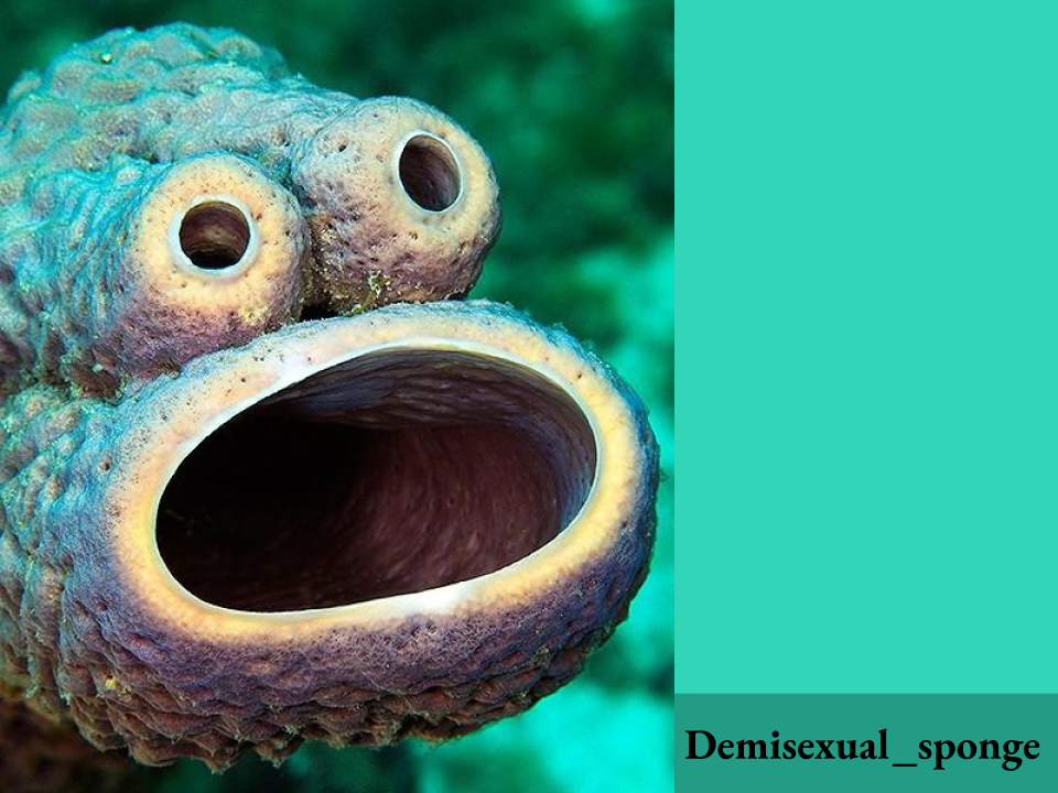Demisexual_sponge announcement Blank Meme Template