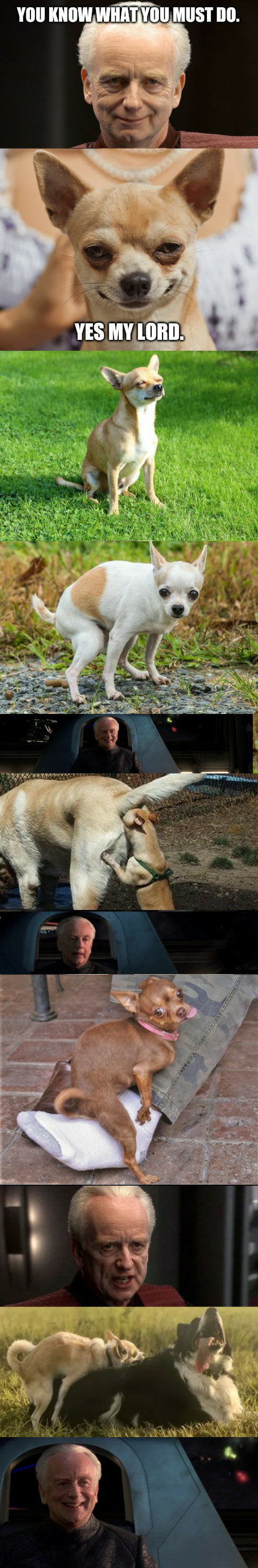 Palpatine and evil chihuahua template 4 Blank Meme Template