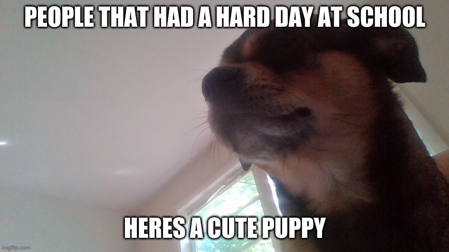 heres some puppy | PEOPLE THAT HAD A HARD DAY AT SCHOOL; HERES A CUTE PUPPY | image tagged in doge | made w/ Imgflip meme maker