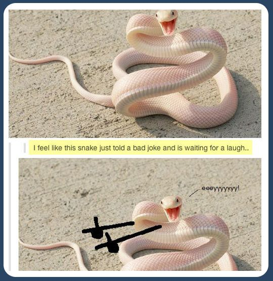 High Quality Bad Pun snake Blank Meme Template