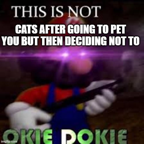 This is not okie dokie | CATS AFTER GOING TO PET YOU BUT THEN DECIDING NOT TO | image tagged in this is not okie dokie | made w/ Imgflip meme maker