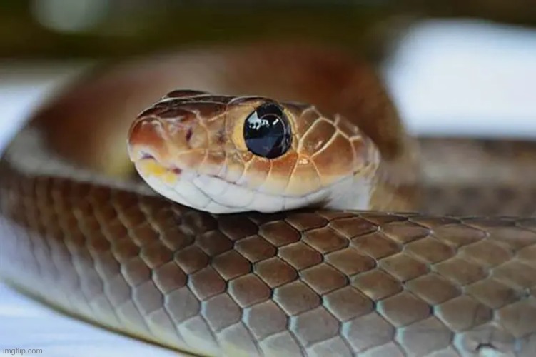 snek | image tagged in snek | made w/ Imgflip meme maker