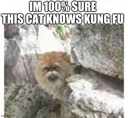 kung fu cat | IM 100% SURE THIS CAT KNOWS KUNG FU | image tagged in cat | made w/ Imgflip meme maker