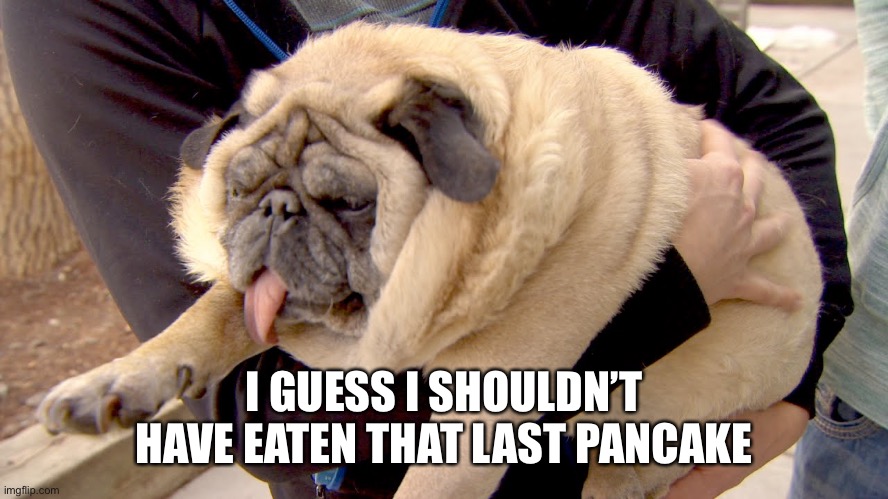Okay, so i will start diet tomorrow...again! | I GUESS I SHOULDN’T HAVE EATEN THAT LAST PANCAKE | image tagged in fat pug | made w/ Imgflip meme maker
