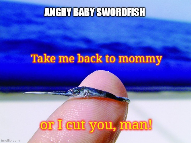 Tiny Terror of The Sea | ANGRY BABY SWORDFISH; Take me back to mommy; or I cut you, man! | image tagged in baby swordfish,cute animals,sea life | made w/ Imgflip meme maker