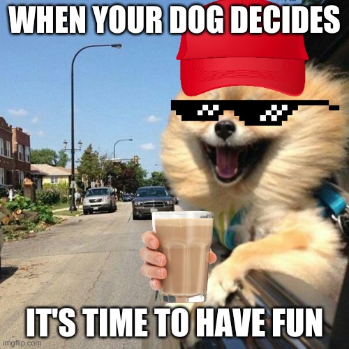 Smiling Pomeranian | WHEN YOUR DOG DECIDES; IT'S TIME TO HAVE FUN | image tagged in smiling pomeranian,memes,funny memes | made w/ Imgflip meme maker