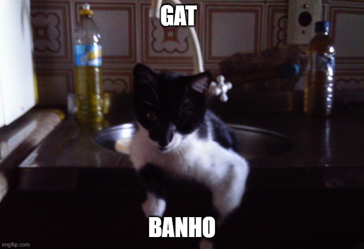 gat | GAT; BANHO | image tagged in frajolin | made w/ Imgflip meme maker