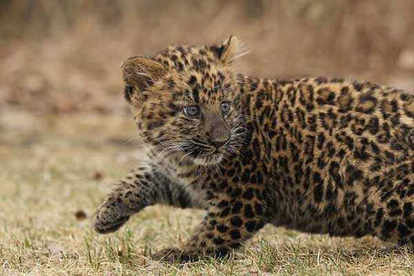 image tagged in animals,cats