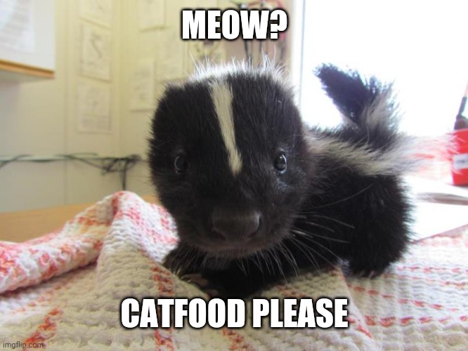 Baby skunk | MEOW? CATFOOD PLEASE | image tagged in baby skunk | made w/ Imgflip meme maker