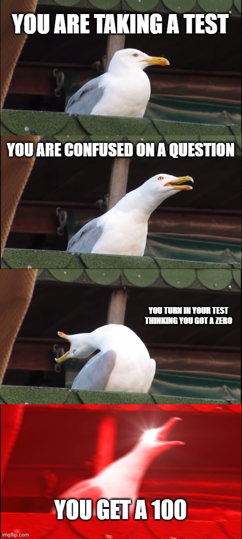 Inhaling Seagull | YOU ARE TAKING A TEST; YOU ARE CONFUSED ON A QUESTION; YOU TURN IN YOUR TEST THINKING YOU GOT A ZERO; YOU GET A 100 | image tagged in memes,inhaling seagull | made w/ Imgflip meme maker