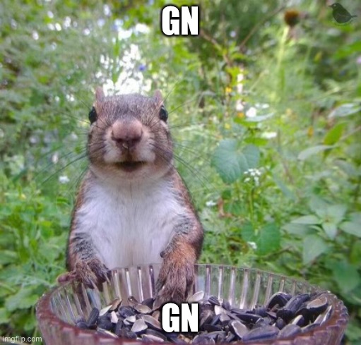 Walter squirrel | GN; GN | image tagged in walter squirrel | made w/ Imgflip meme maker