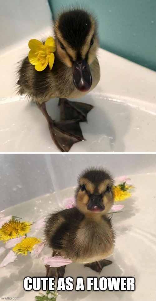 FLOWER DUCKLING | CUTE AS A FLOWER | image tagged in ducks,duck,duckling | made w/ Imgflip meme maker