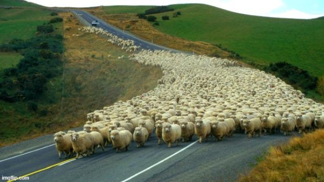 sheep | image tagged in sheep | made w/ Imgflip meme maker