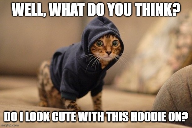 Hoody Cat Meme | WELL, WHAT DO YOU THINK? DO I LOOK CUTE WITH THIS HOODIE ON? | image tagged in memes,hoody cat | made w/ Imgflip meme maker