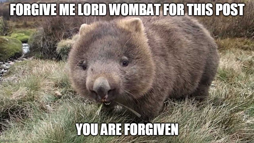 wombat | FORGIVE ME LORD WOMBAT FOR THIS POST; YOU ARE FORGIVEN | image tagged in wombat | made w/ Imgflip meme maker
