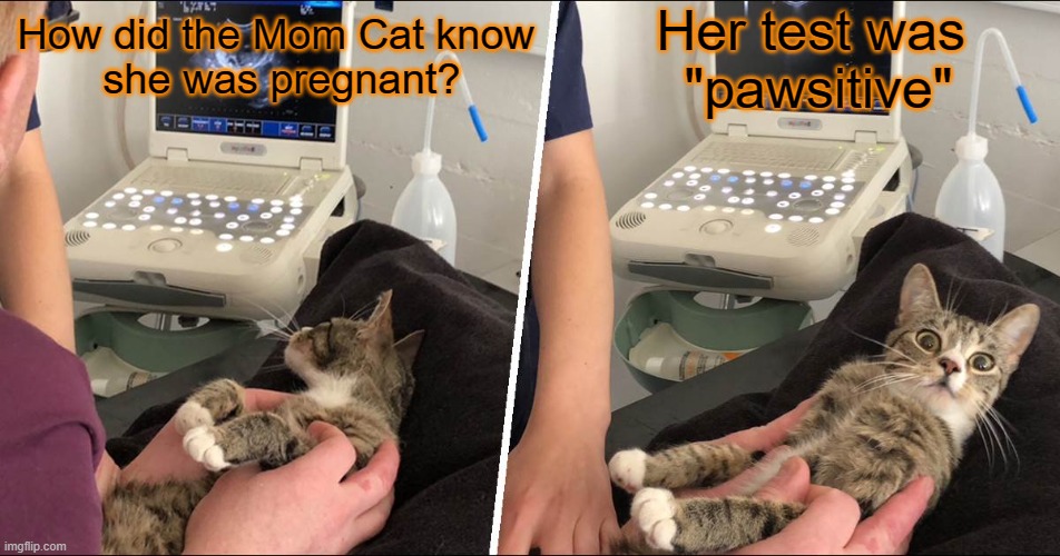 "pawsitive" | Her test was 
"pawsitive"; How did the Mom Cat know 
she was pregnant? | image tagged in pregnancy | made w/ Imgflip meme maker