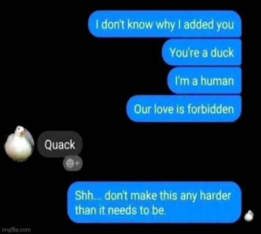 Duckeo and Juliet | image tagged in ducks,heartbreak,funny,memes,romeo and juliet | made w/ Imgflip meme maker