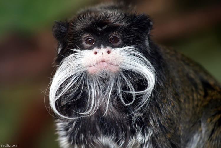 Monke | made w/ Imgflip meme maker