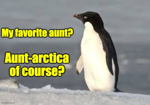 Aunt | My favorite aunt? Aunt-arctica of course? | image tagged in penguin | made w/ Imgflip meme maker