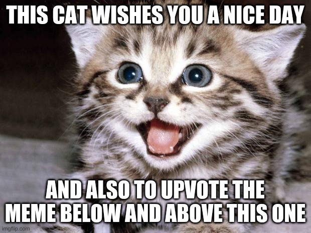 dont upvote this one, upvote the one above and below | THIS CAT WISHES YOU A NICE DAY; AND ALSO TO UPVOTE THE MEME BELOW AND ABOVE THIS ONE | image tagged in never gonna give you up,never gonna let you down,never gonna run around,and desert you,cats | made w/ Imgflip meme maker