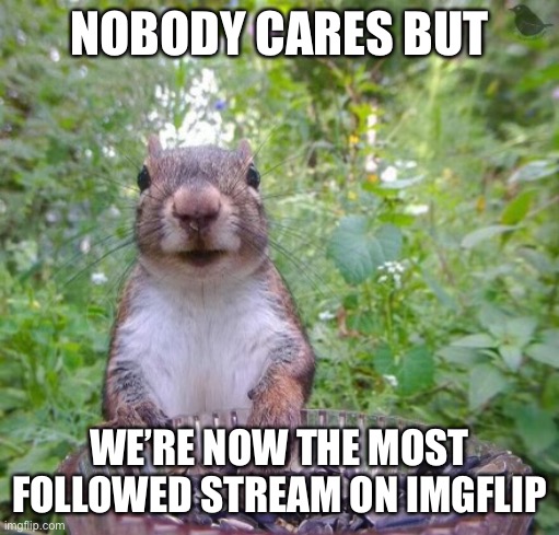 Walter squirrel | NOBODY CARES BUT; WE’RE NOW THE MOST FOLLOWED STREAM ON IMGFLIP | image tagged in walter squirrel | made w/ Imgflip meme maker