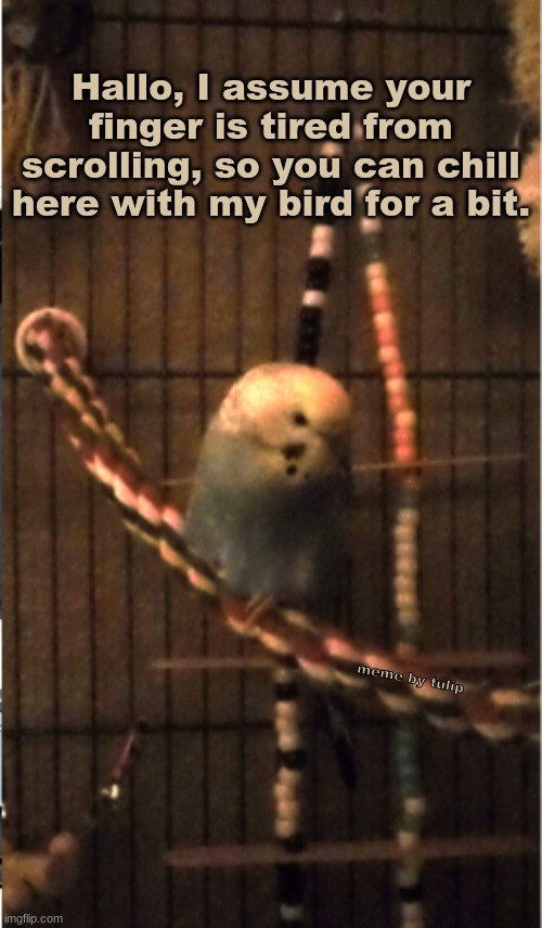 Hallo, I assume your finger is tired from scrolling, so you can chill here with my bird for a bit. meme by tulip | image tagged in birds | made w/ Imgflip meme maker