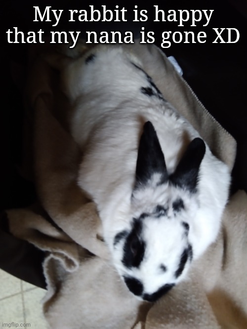 My nana went to granbury to spend a day with my cousins | My rabbit is happy that my nana is gone XD | image tagged in taco | made w/ Imgflip meme maker