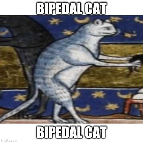 Bipedal Cat |  BIPEDAL CAT; BIPEDAL CAT | image tagged in cat,funny,barney will eat all of your delectable biscuits | made w/ Imgflip meme maker