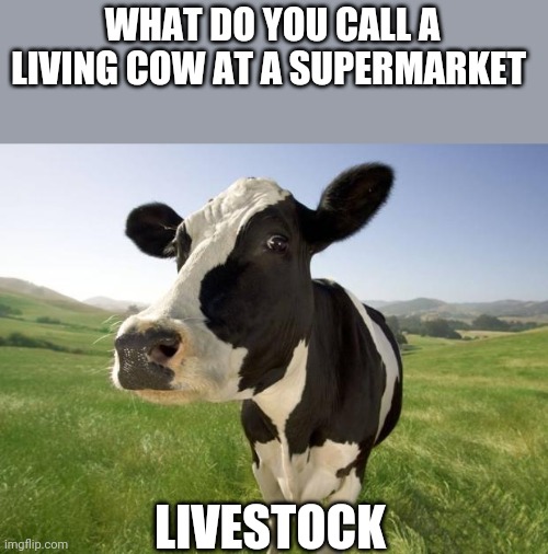 cow | WHAT DO YOU CALL A LIVING COW AT A SUPERMARKET; LIVESTOCK | image tagged in cow | made w/ Imgflip meme maker