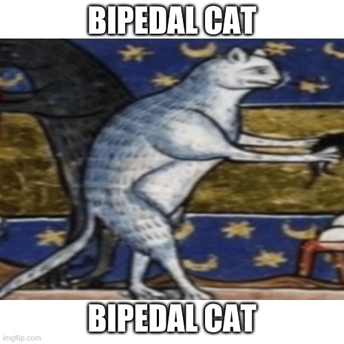 Bipedal cat | BIPEDAL CAT; BIPEDAL CAT | image tagged in cat | made w/ Imgflip meme maker
