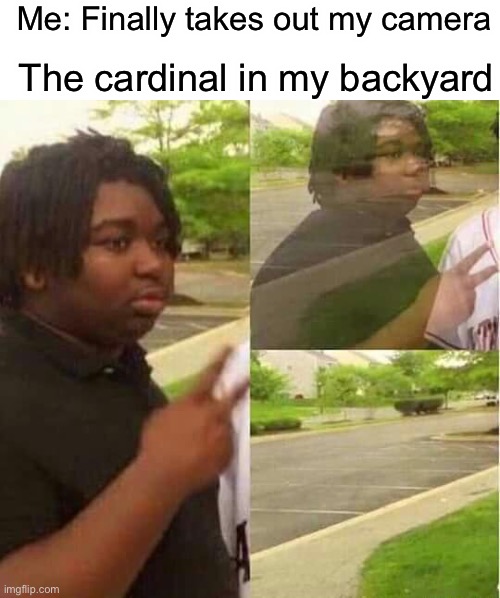 disappearing  | Me: Finally takes out my camera; The cardinal in my backyard | image tagged in disappearing | made w/ Imgflip meme maker
