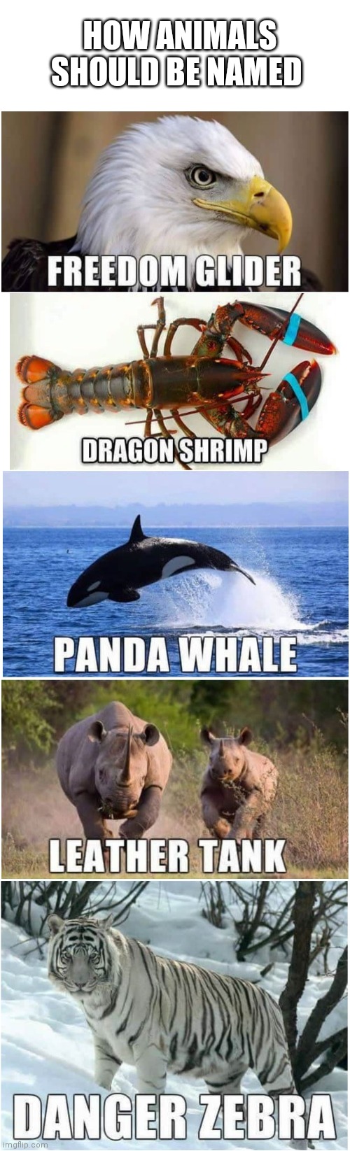 Animals | HOW ANIMALS SHOULD BE NAMED | image tagged in nope | made w/ Imgflip meme maker