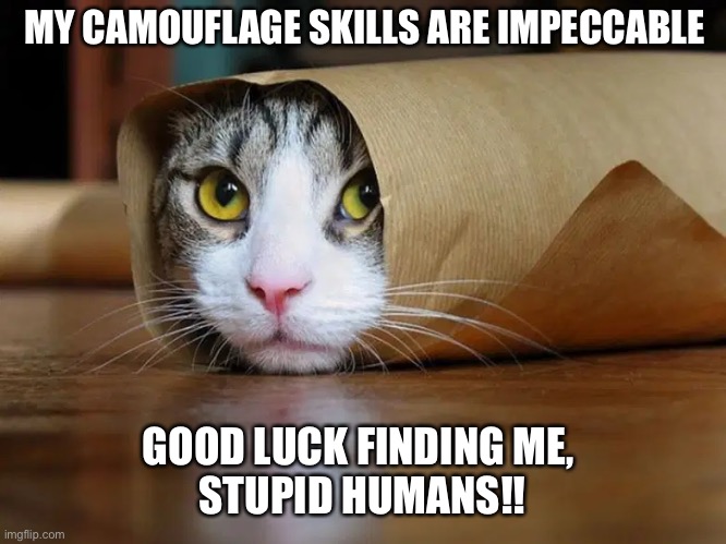 Cat camo | MY CAMOUFLAGE SKILLS ARE IMPECCABLE; GOOD LUCK FINDING ME, 
STUPID HUMANS!! | image tagged in funny cats | made w/ Imgflip meme maker