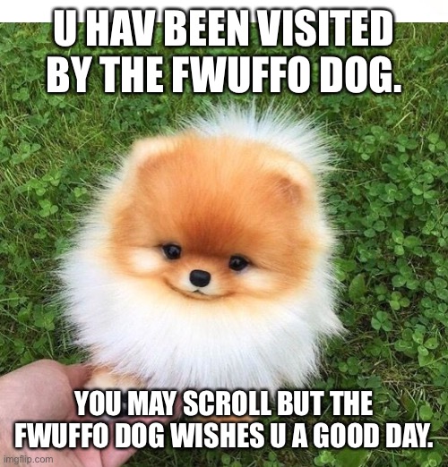 Fwuffo dog | U HAV BEEN VISITED BY THE FWUFFO DOG. YOU MAY SCROLL BUT THE FWUFFO DOG WISHES U A GOOD DAY. | image tagged in cute dog,fluffy,memes,good day | made w/ Imgflip meme maker