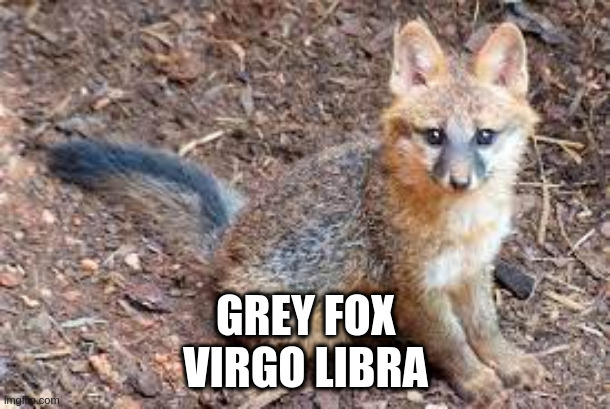 GREY FOX
VIRGO LIBRA | made w/ Imgflip meme maker