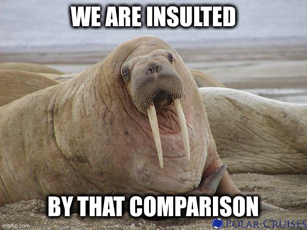 Walrus | WE ARE INSULTED BY THAT COMPARISON | image tagged in walrus | made w/ Imgflip meme maker