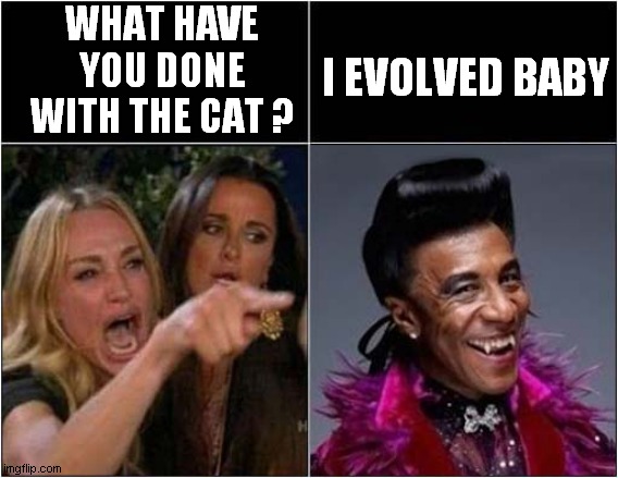 Women Yelling At The Cat From Red Dwarf ! | WHAT HAVE YOU DONE WITH THE CAT ? I EVOLVED BABY | image tagged in woman yelling at cat,red dwarf,cat | made w/ Imgflip meme maker