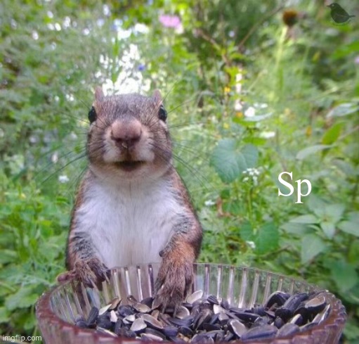 Walter squirrel | Sp | image tagged in walter squirrel | made w/ Imgflip meme maker