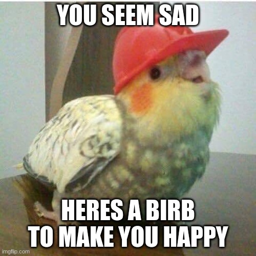 Happy time |  YOU SEEM SAD; HERES A BIRB TO MAKE YOU HAPPY | image tagged in wholesome,happy,meme | made w/ Imgflip meme maker