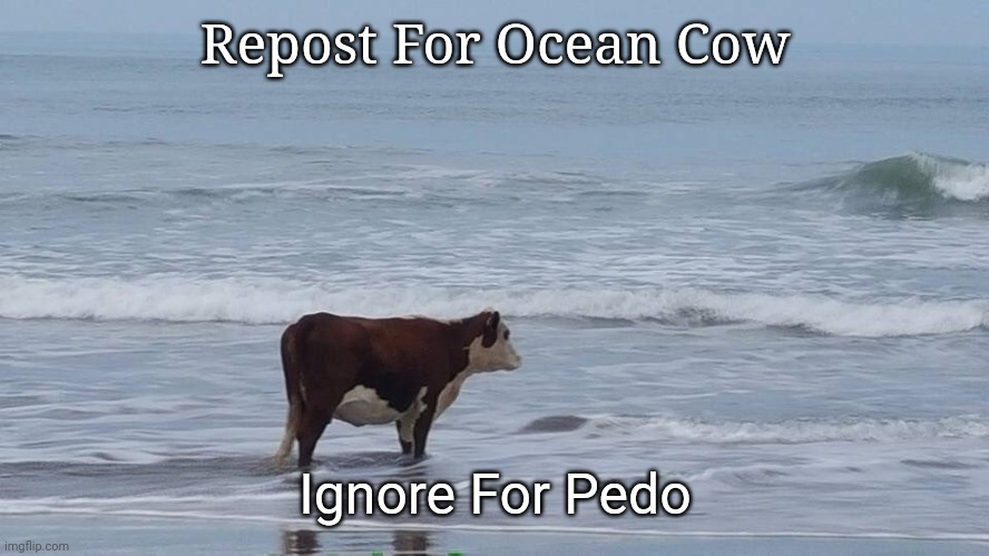 sad cow | Repost For Ocean Cow; Ignore For Pedo | image tagged in sad cow | made w/ Imgflip meme maker