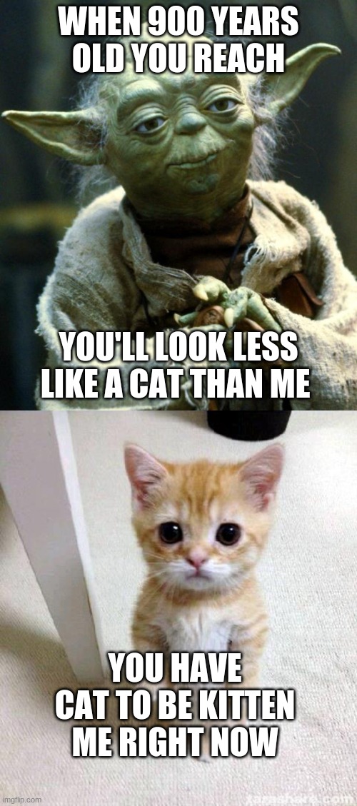 WHEN 900 YEARS OLD YOU REACH; YOU'LL LOOK LESS LIKE A CAT THAN ME; YOU HAVE CAT TO BE KITTEN ME RIGHT NOW | image tagged in memes,star wars yoda,cute cat | made w/ Imgflip meme maker