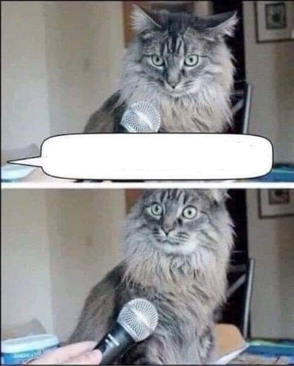 CAT SURPRISED BY INTERVIEW QUESTION MICROPHONE Blank Meme Template