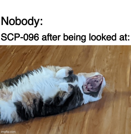 Nobody:; SCP-096 after being looked at: | image tagged in blank white template,screaming cat,scp,scp 096,scp meme,cat | made w/ Imgflip meme maker