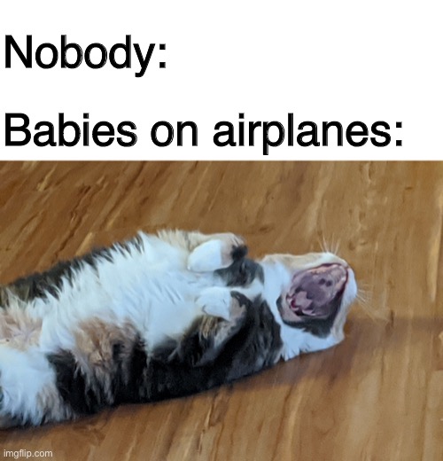  Nobody:; Babies on airplanes: | image tagged in blank white template,screaming cat,babies,crying baby,airplane | made w/ Imgflip meme maker
