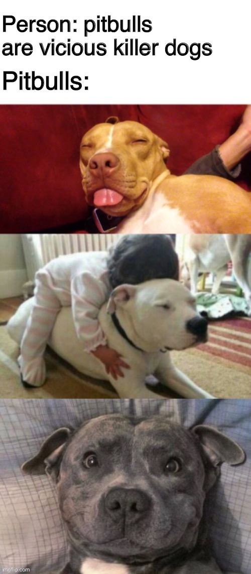 They aren’t born vicious they are trained to be vicious | image tagged in pitbulls,blank white template,pitbull,dogs,dog | made w/ Imgflip meme maker