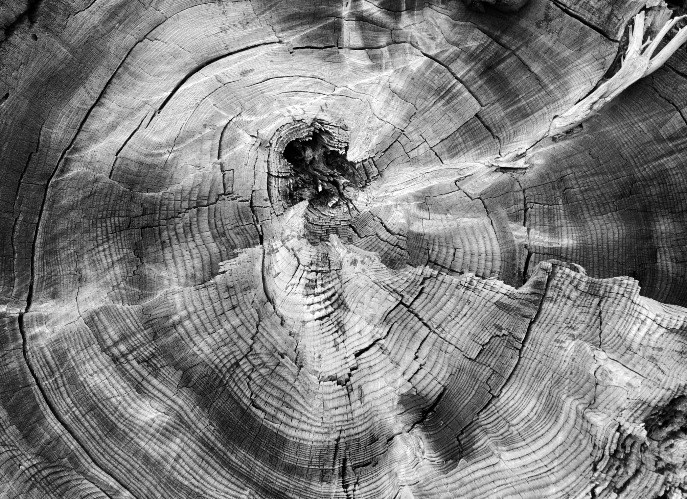 Angel in the Woodwork | image tagged in awesome,photography | made w/ Imgflip meme maker