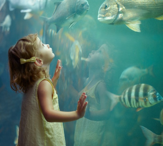Aquarium | image tagged in awesome,photography | made w/ Imgflip meme maker