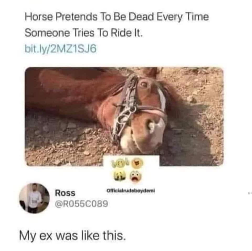 High Quality Horse pretends to be dead Blank Meme Template
