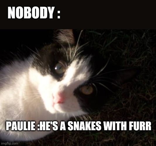 NOBODY :; PAULIE :HE'S A SNAKES WITH FURR | made w/ Imgflip meme maker